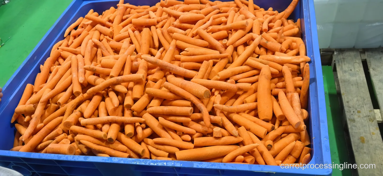 Prepared carrots collected in a food-grade bin before wet processing